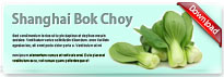 shanghaibokchoy-thum-en