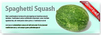 spaghettisquash-thum-en
