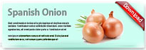 spanishonion-thum-en