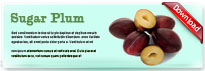 sugarplum-thum-en