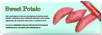sweetpotato-thum-en