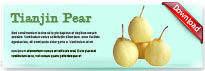 tianjinpear-thum-en