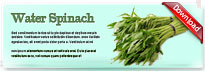 waterspinach-thum-en