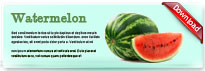 watermelon-thum-en