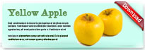 yellowapple-thum-en