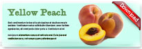yellowpeach-thum-en