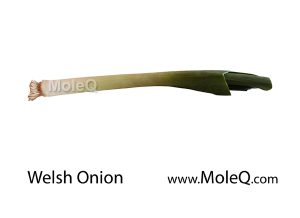 welshonion