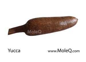 yucca