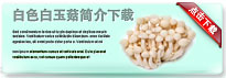 whitebeechmushrooms-thum-cn