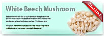 whitebeechmushrooms-thum-en