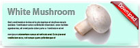 whitemushroom-thum-en
