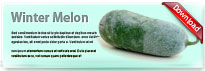 wintermelon-thum-en