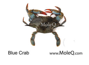 blueCrab
