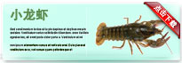 crayfish-thum-cn