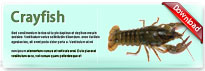 crayfish-thum-en