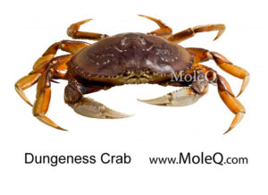 dungenessCrab