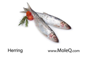 herring