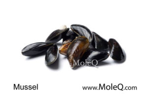 mussel