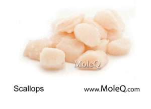 scallops
