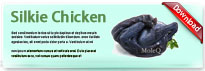 silkieChicken-thum-en
