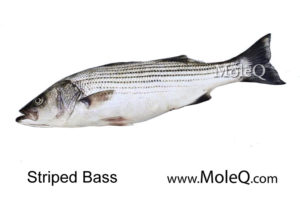 stripedbass
