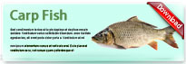 carpFish-thum-en