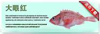 oceanPerch-thum-cn