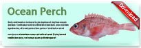 oceanPerch-thum-en
