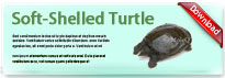 softShelledTurtle-thum-en