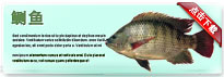 tilapia-thum-cn