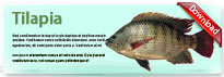 tilapia-thum-en