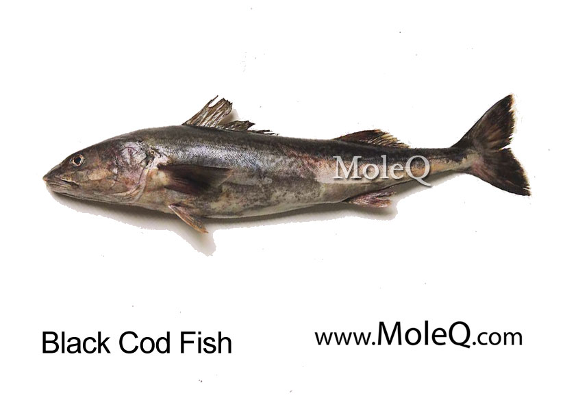 Black Cod Fish Moleq Inc. Food Information