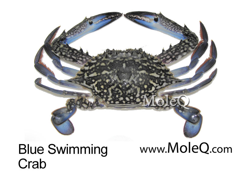 Blue Swimming Crab – Moleq Inc. – Food Information