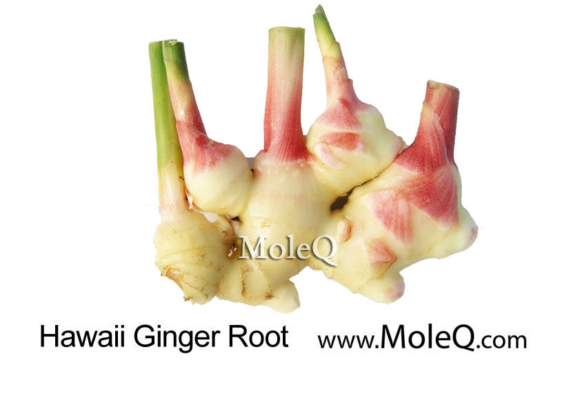 Hawaii Ginger Root