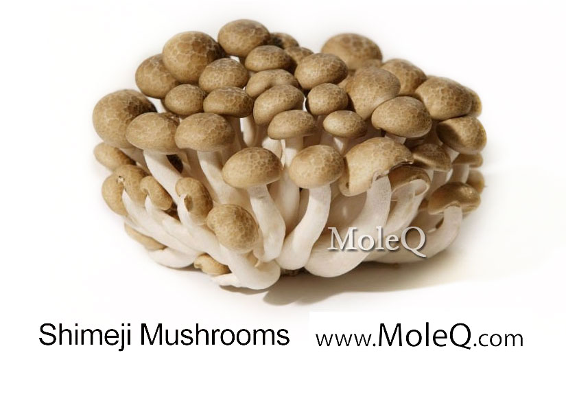 Shimeji Mushrooms Moleq Inc Food Information shimeji-mushrooms-moleq-inc-food-information