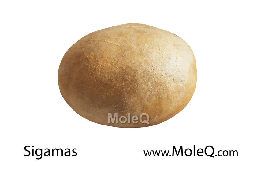 Sigamas (Jicama)