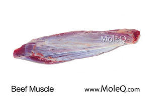 Beef Muscle