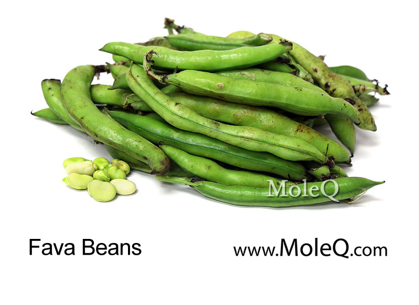 Fava Beans 中文 Sionva