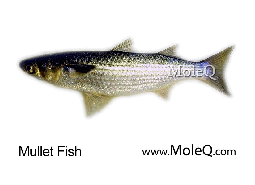 Mullet Fish – Moleq Inc. – Food Information