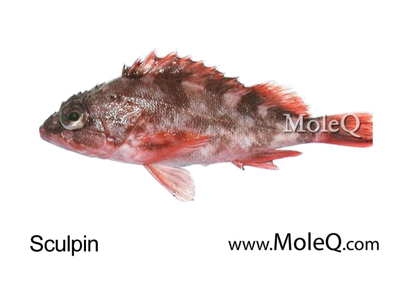 石九公 – Moleq Inc. – Food Information