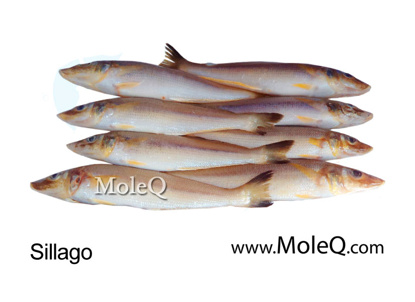 Sillago – Moleq Inc. – Food Information