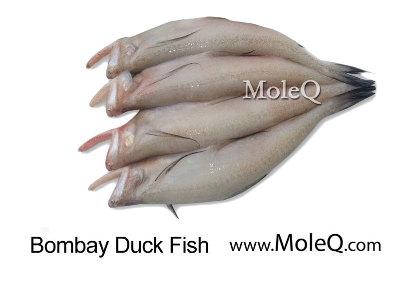 Bombay Duck Fish – Moleq Inc. – Food Information